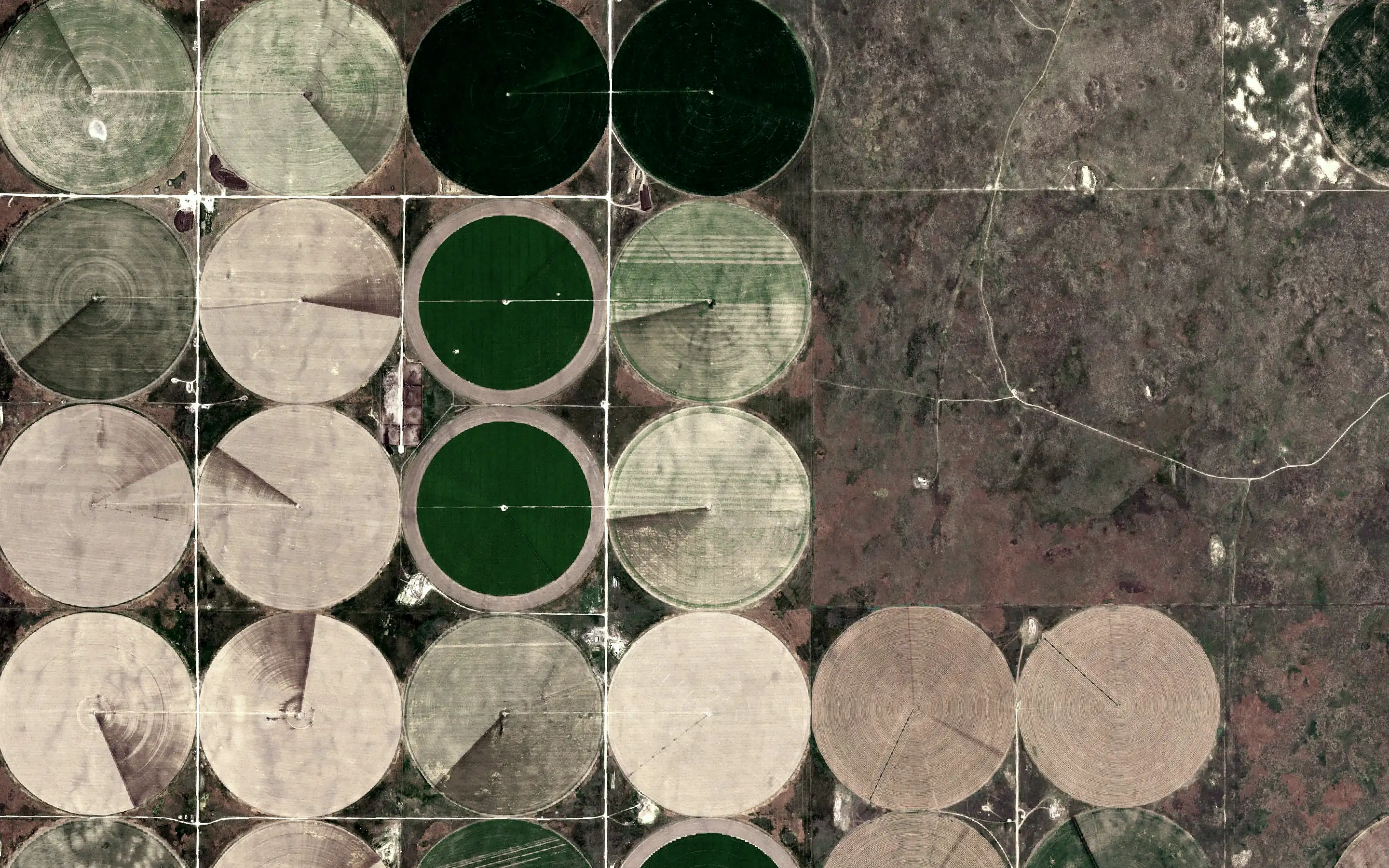 Aerial view straight down: center pivots set on section lines.